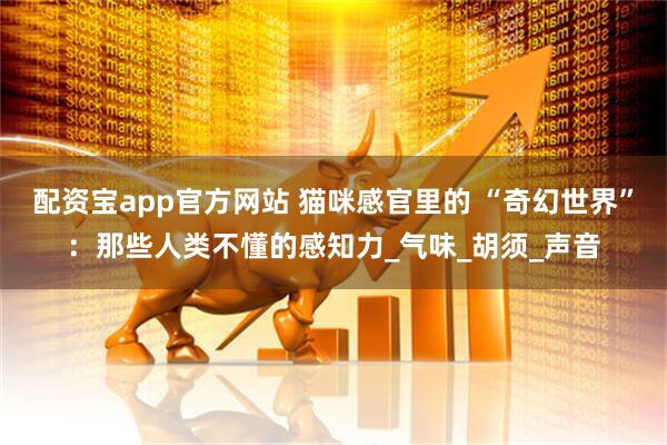 配资宝app官方网站 猫咪感官里的 “奇幻世界”：那些人类不懂的感知力_气味_胡须_声音